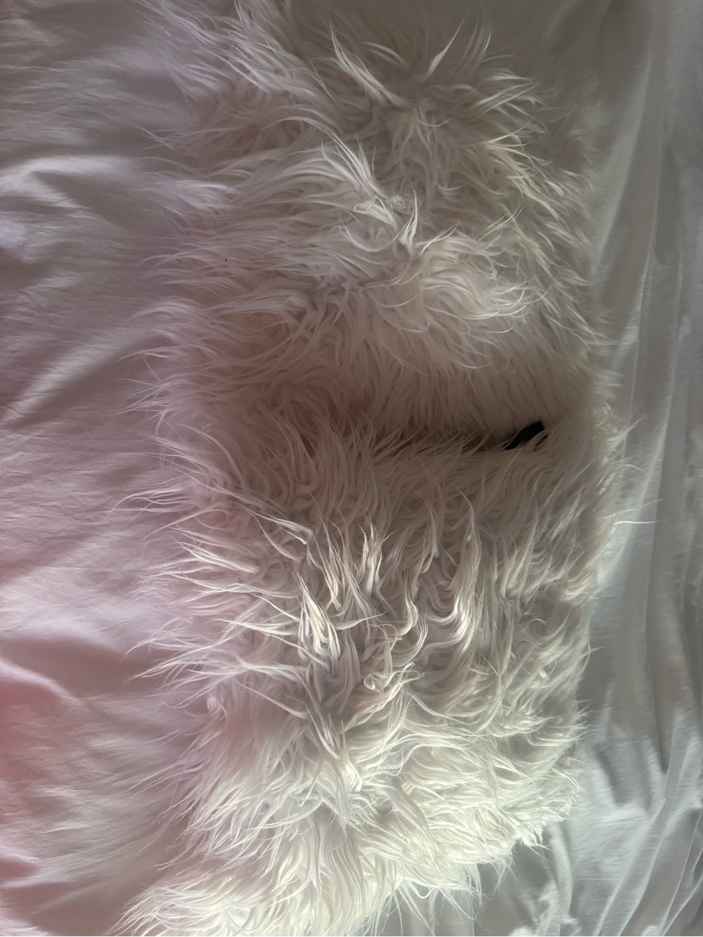 Plush Faux Fur Accent Pillow - Cream (2 pillows)